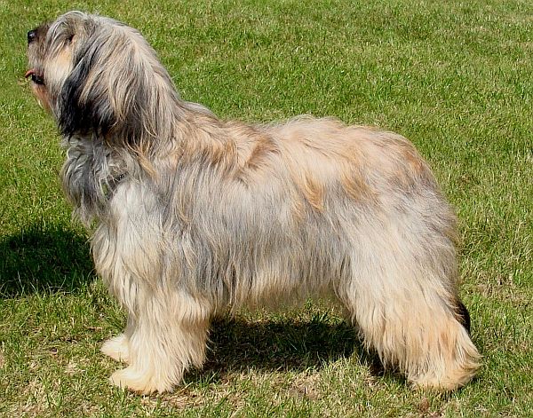 Mei - catalan sheepdog from Starwell Kennels