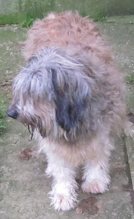Catalan sheepdog sales rescue