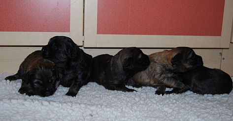 Catalan Sheepdog Puppies Available