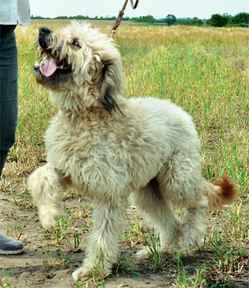 Picture 3. Rescued Catalan Sheepdog Maisy who needs a new home