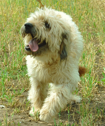 Picture 4. Rescued Catalan Sheepdog Maisy who needs a new home