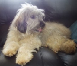Mei - Catalan Sheepdog Puppy