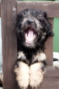 Catalan Sheepdog Puppies Available