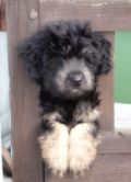 Catalan Sheepdog Puppies Available