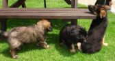 Catalan Sheepdog Puppies Available