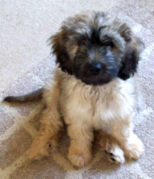 Catalan Sheepdog Freya at 11 weeks - Starwell Aphrodite