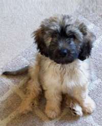 Catalan Sheepdog Puppy at 11 weeks