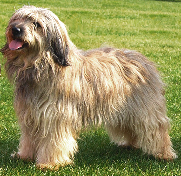 Mei - catalan sheepdog from Starwell Kennels