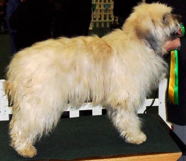 Catalan Sheepdog Starwell Dream Girl owned by Dr Fiona Humphries 