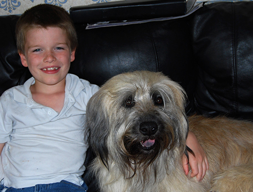 Adonis - catalan sheepdog from Starwell Kennels