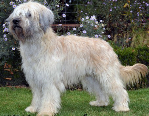 Adonis - catalan sheepdog from Starwell Kennels