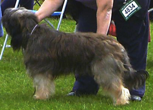 Catalan Sheepdog Starwell Alfie - Charlies son