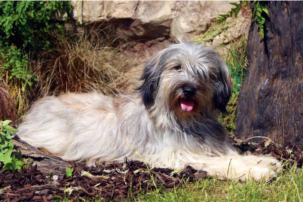 Mei - catalan sheepdog from Starwell Kennels