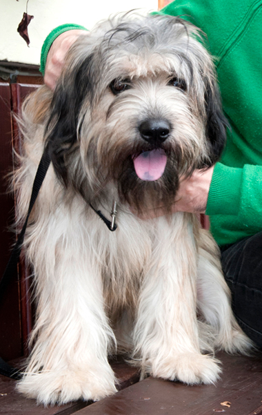 Catalan Sheepdog Cracker owned by Mr & Mrs P+J Embleton