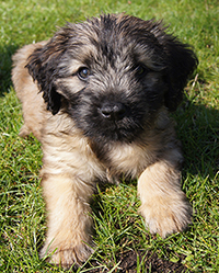 Catalan Sheepdog Puppy at 12 weeks