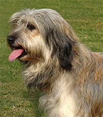 Mei Catalan Sheepdog Photographed by Andrew H Brace