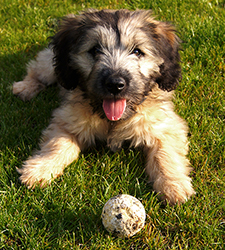 Catalan Sheepdog - Starwell Dream Girl