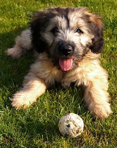 Catalan Sheepdog Starwell Princess who is an Irish ch owned by Mr & Mrs P+J Embleton